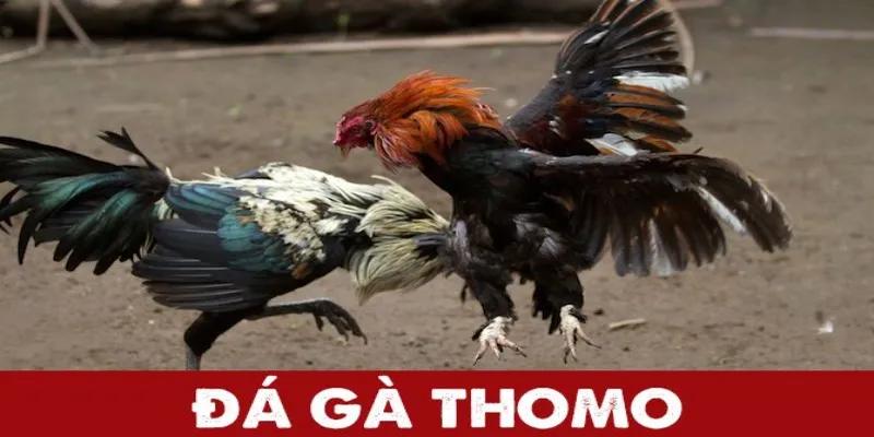 Các loại kèo cược phổ biến tại Đá gà Thomo EE88